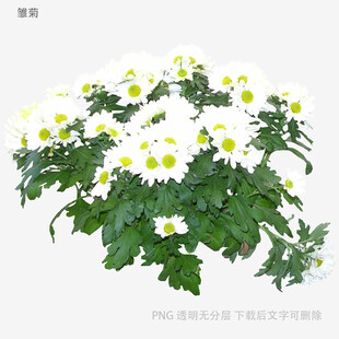 清新小白菊绽放绿意间