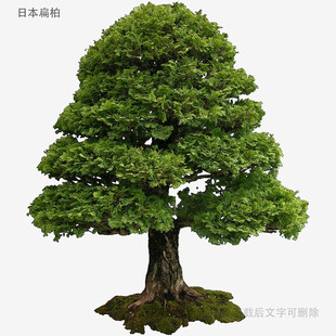 植物
