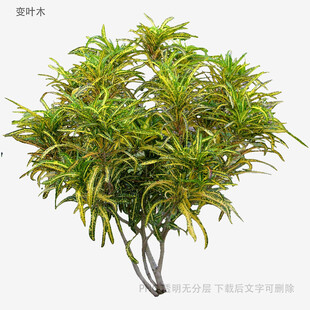 翠绿灌木植物3D模型