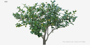 单棵绿树植物模型展示