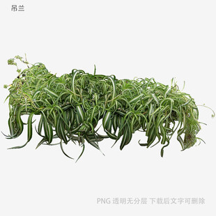 植物