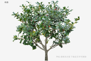 单棵绿植模型