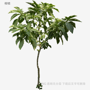 植物