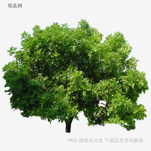 植物