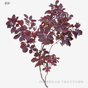 紫叶小檗植物特写