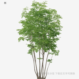 植物