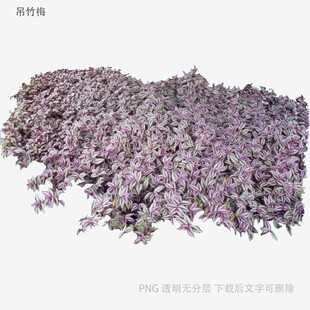 植物