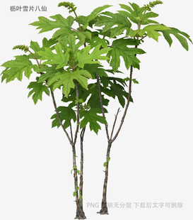 两棵绿叶繁茂的树木