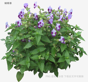 紫色花卉绿植盆栽特写