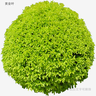 球形绿植