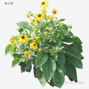 黄色花朵绿植盆栽