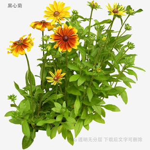鲜艳美丽的黄色花朵植物