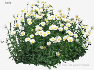 清新小白菊绽放绿意间