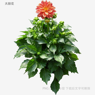 艳丽大丽花与绿叶植物