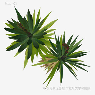 两株翠绿芦荟植物
