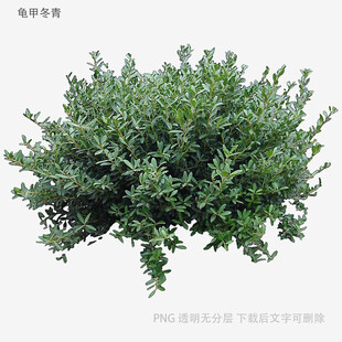 绿色茂密灌木丛植物景观