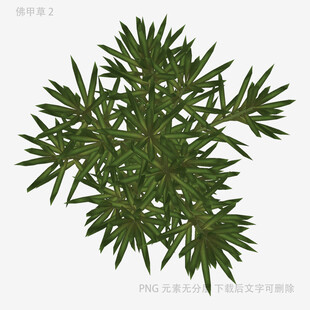 翠绿针叶植物特写