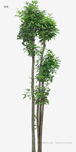 三棵挺拔绿植模型
