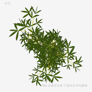 翠绿竹叶植物特写