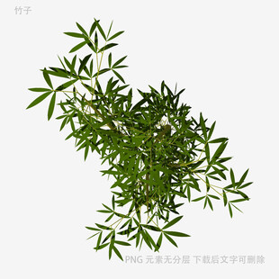 翠绿竹叶植物特写