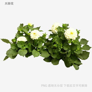白色花朵绿植盆栽