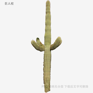 直立仙人掌特写