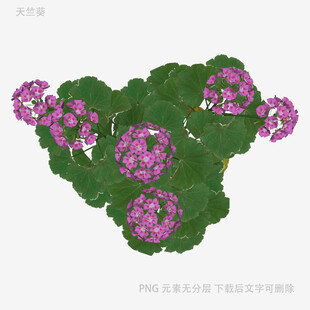 紫花绿叶盆栽植物
