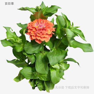 橙色百日菊绿植特写