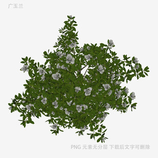 绿叶白花植物3D模型