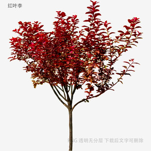 红果满枝的精致树木模型