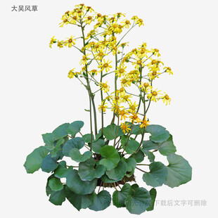 黄花绿叶植物盆栽