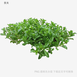 鲜嫩马齿苋