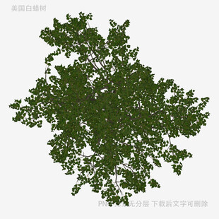俯视视角绿色繁茂树木模型