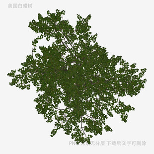 俯视视角绿色繁茂树木模型