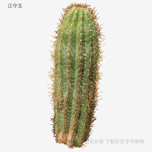 直立仙人掌特写
