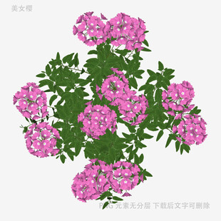 粉色花卉植物插画图案