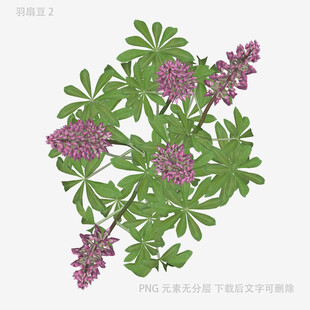 羽扇豆花植物插画