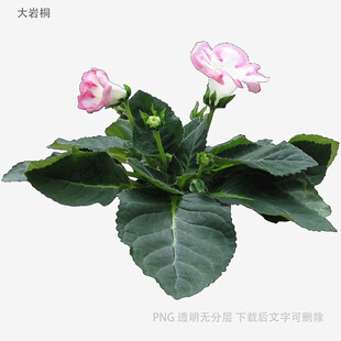 粉色娇艳长春花