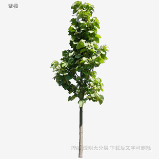 单棵绿树植物素材