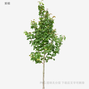 单棵绿树植物素材图