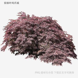 紫叶李景观树