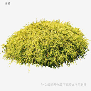翠绿蓬松植物模型