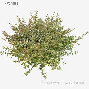 绿色灌木植物3D模型