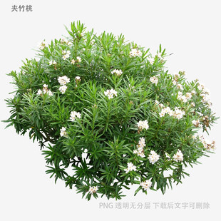 茂盛的白色花朵绿植