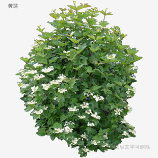植物