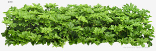 翠绿植物墙