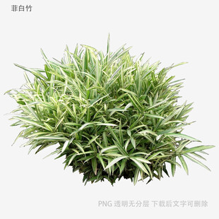 翠绿丛生草本植物