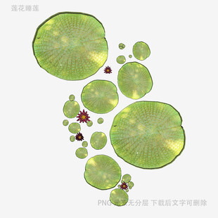 荷叶漂浮图
