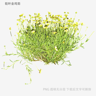黄色小花丛植物特写
