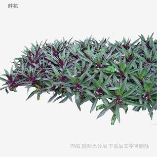紫边绿叶植物3D模型